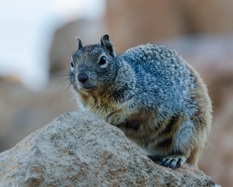 Rock Squirrel.jpg
