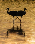 Sandhill Cranes at dusk