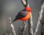 Vermillion Flycatcher