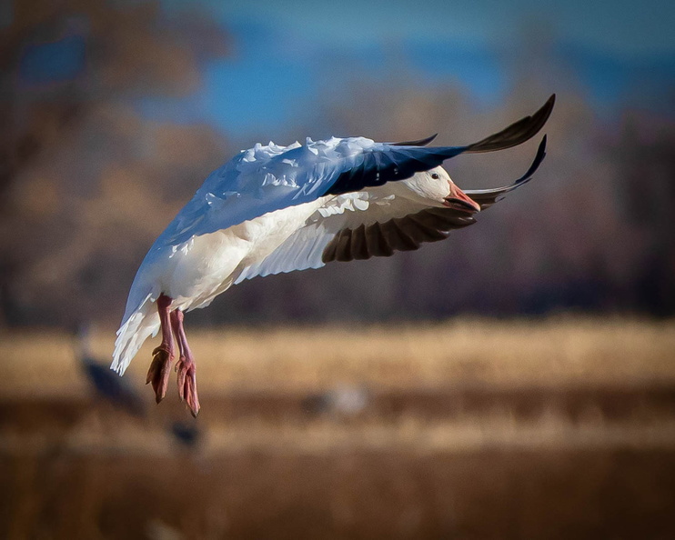 Flying Goose.jpg