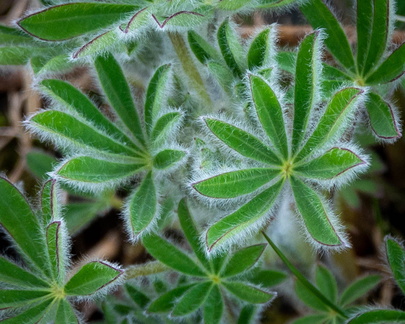 Fuzzy Leaves
